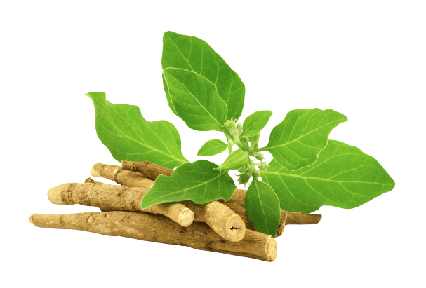 Benefícios de Ashwagandha para a saúde da Mulher
